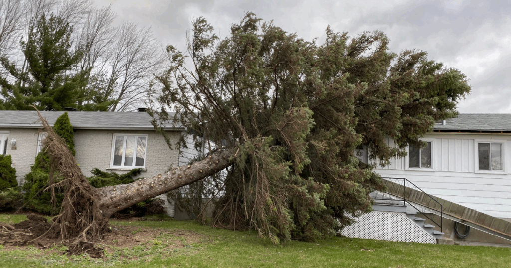 tree fallen on house